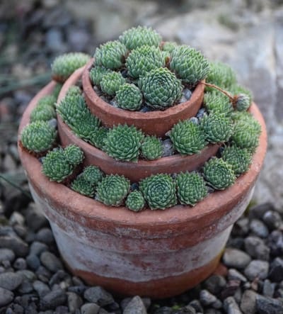 Sempervivum - Hens & Chickens