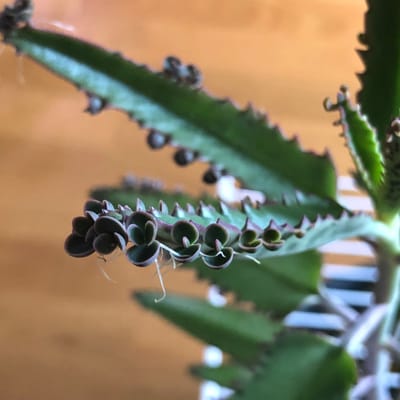 Mother of Millions - Kalanchoe × Houghtonii