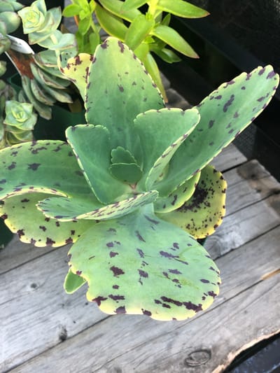 Kalanchoe (All Species)