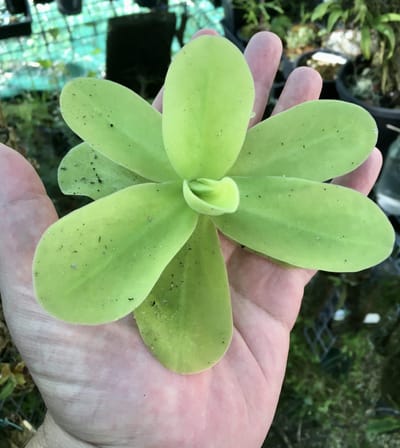 Pinguicula - Butterworts