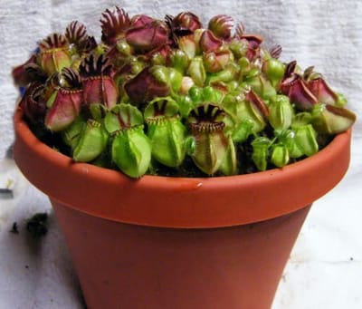 Cephalotus - Albany Pitchers