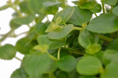 Pilea Depressa - 'Baby Tears'
