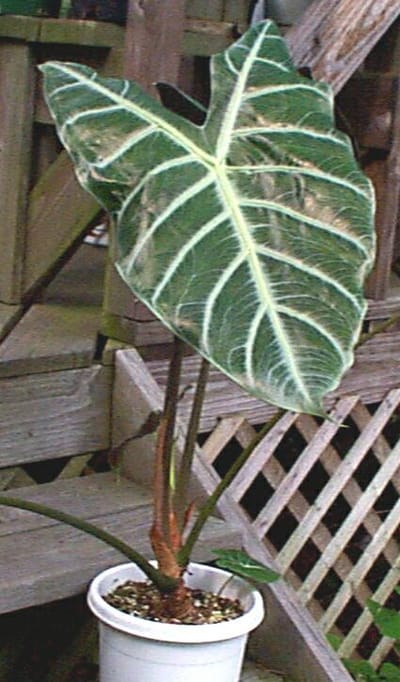 Alocasia Longiloba (A. Lowii)