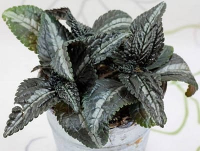 Silver Tree Plants - Pilea Spruceana