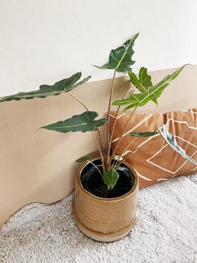 Alocasia Sarian - Alocasia micholitziana × zebrina
