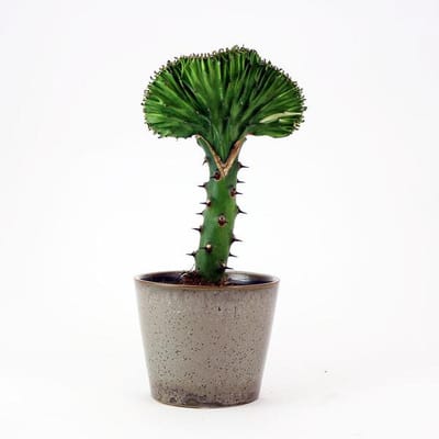 Coral Cactus - Euphorbia Lactea