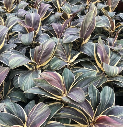 Cordyline Fruticosa - Indoor Cordylines