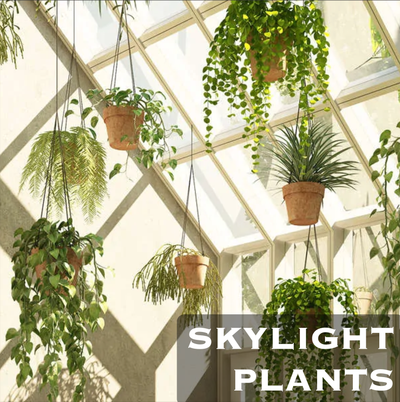 10 Houseplants to Hang/Trail Under a Skylight Window