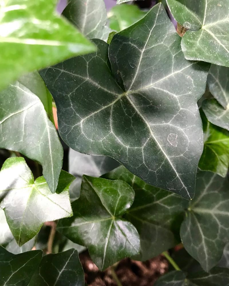 Our Care Guide for Indoor Common English Ivy (Hedera Helix), image size:800x1000