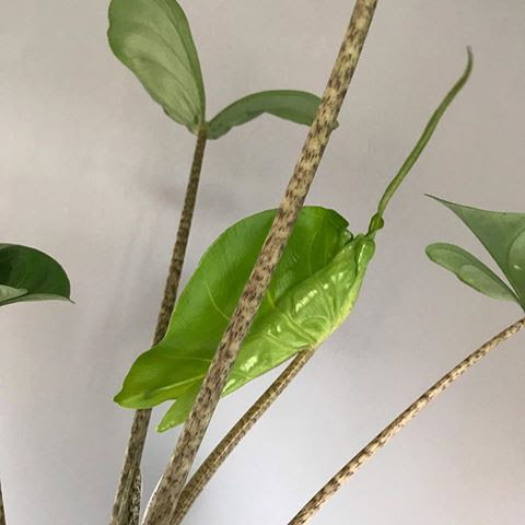 The ULTIMATE Guide for Stingray Alocasia!
