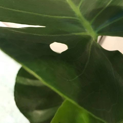 Top Tips for Monstera Deliciosa! (Cheese Plants)