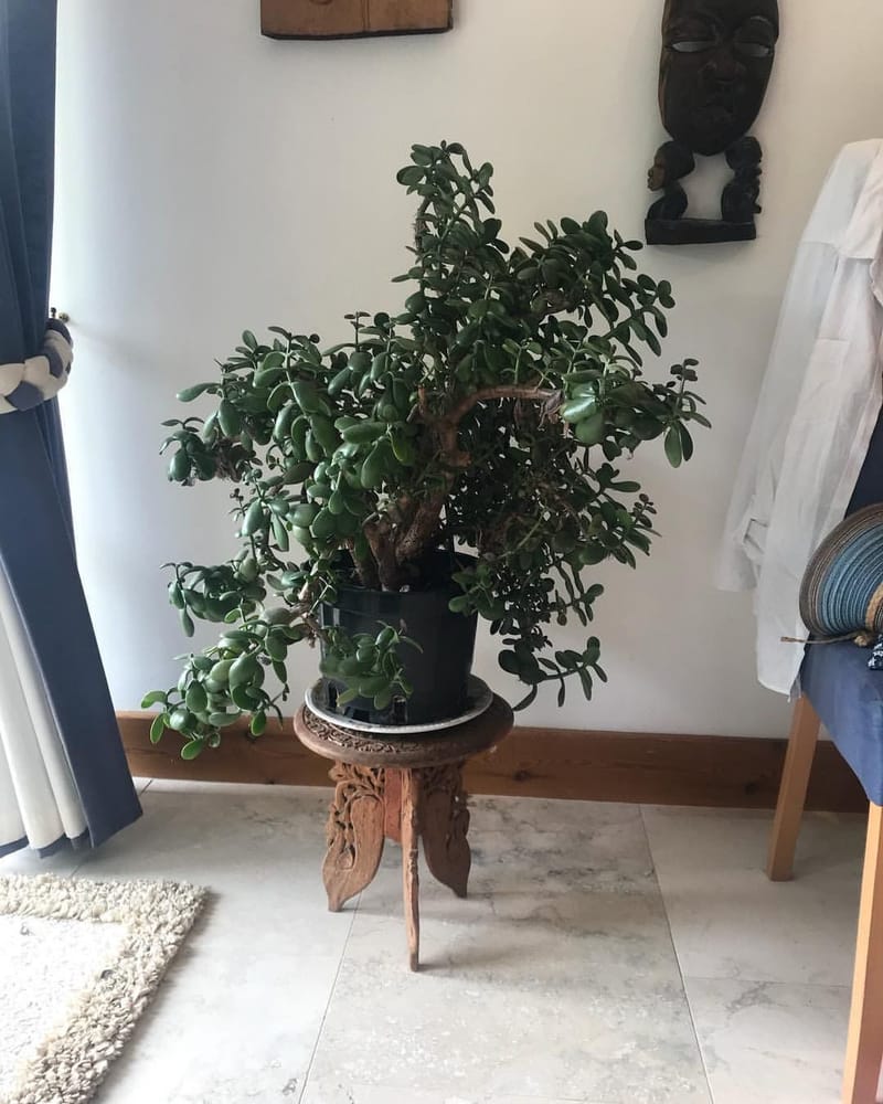 money tree cda id Money Tree (Pachira aquatica) Plant main image 0