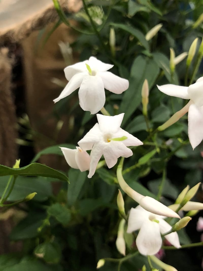 house plant tradescantia Tradescantia albiflora 'nanouk' (Inch Plant) 12cm | For Sale