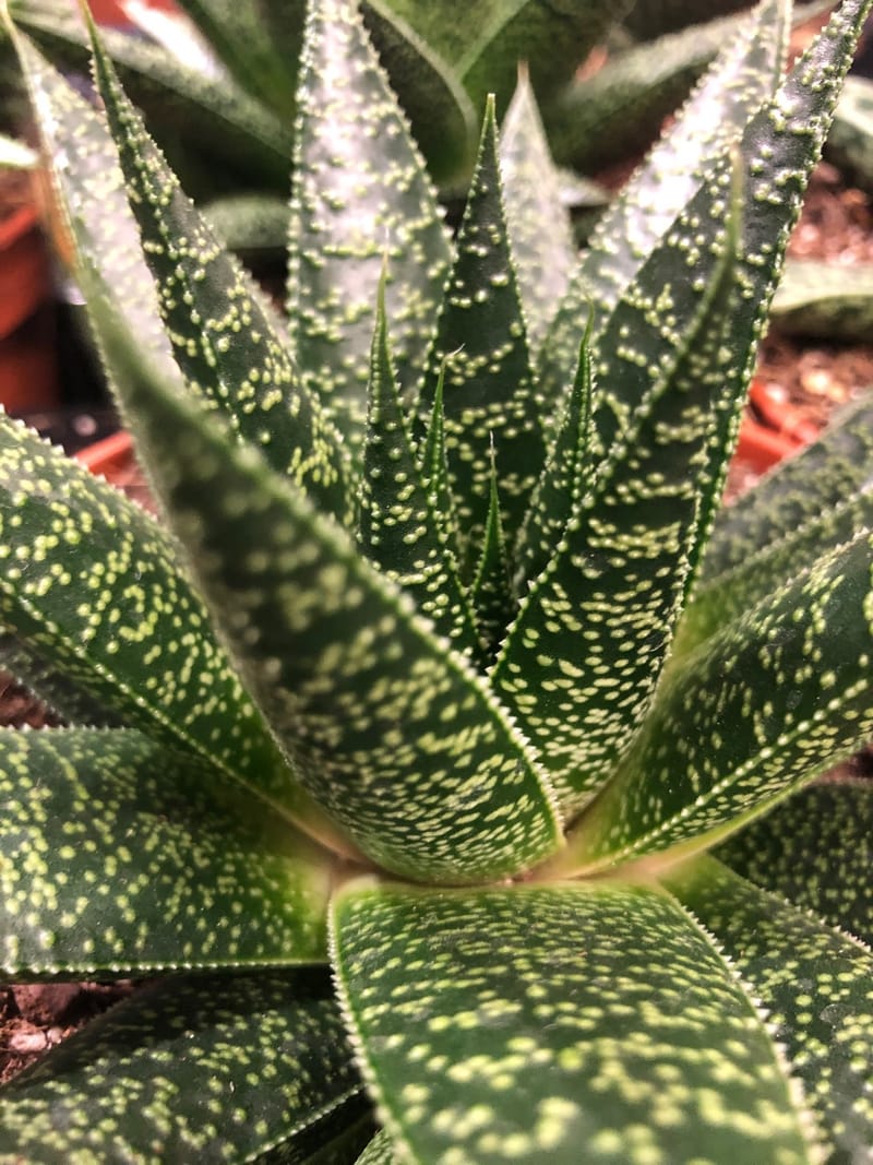 aloe vera blüte gelb Santaverde age protect cream main image 0