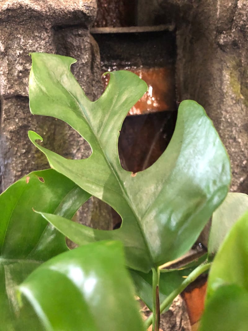 Care Tips for Rhaphidophora Tetrasperma (Monstera Minima)