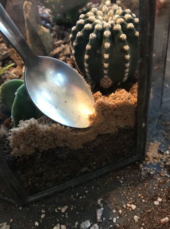 Terrarium Maintenance & Care
