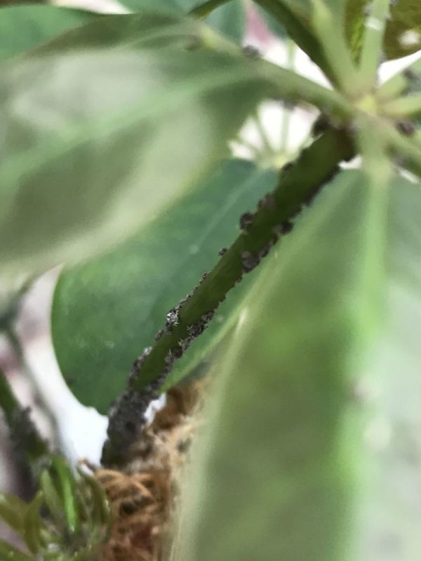 Step-by-Step Guide on Killing Blackfly!