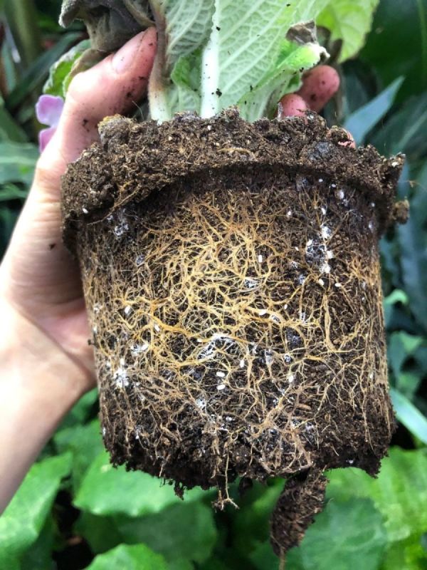 Step by Step Guide On Killing Houseplant Root Mealybugs Step by Step Guide On Killing Houseplant Root Mealybugs