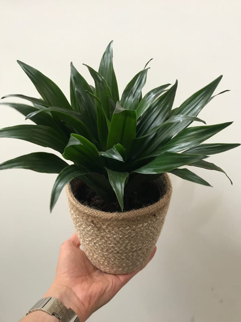 coco palms plant Coconut Palm - Live Plant in a 10 Inch Growers Pot - Cocos Nucifera main image 1