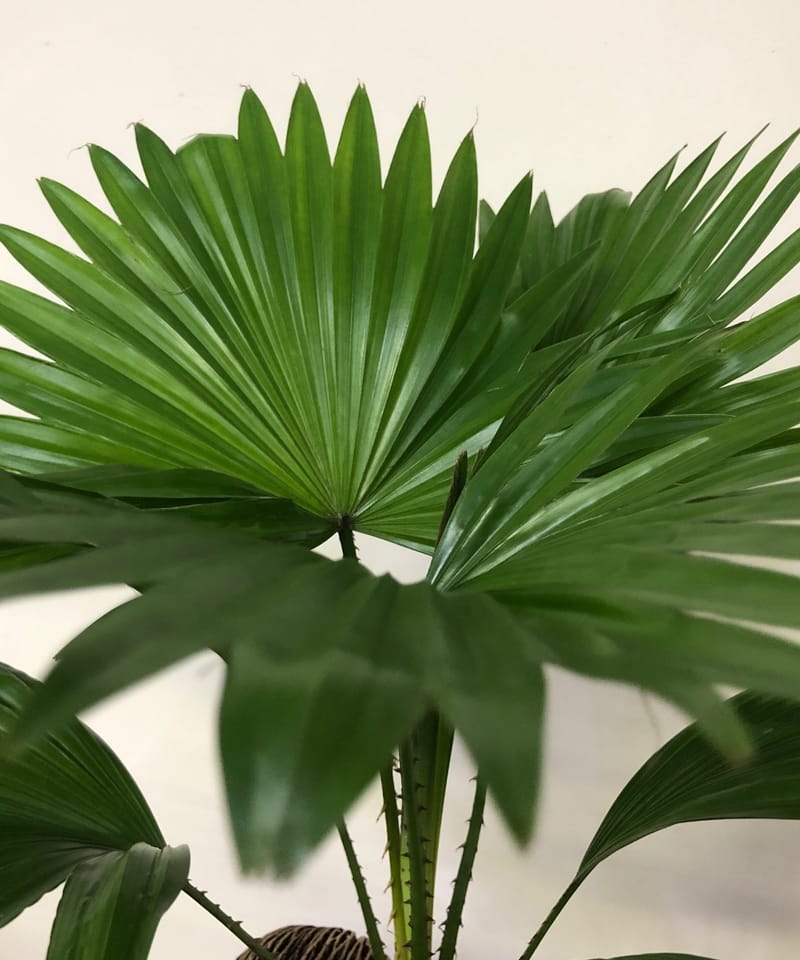 aloe ursaft Bio Aloe Vera Saft – Natürlicher Vital-Drink für Dich