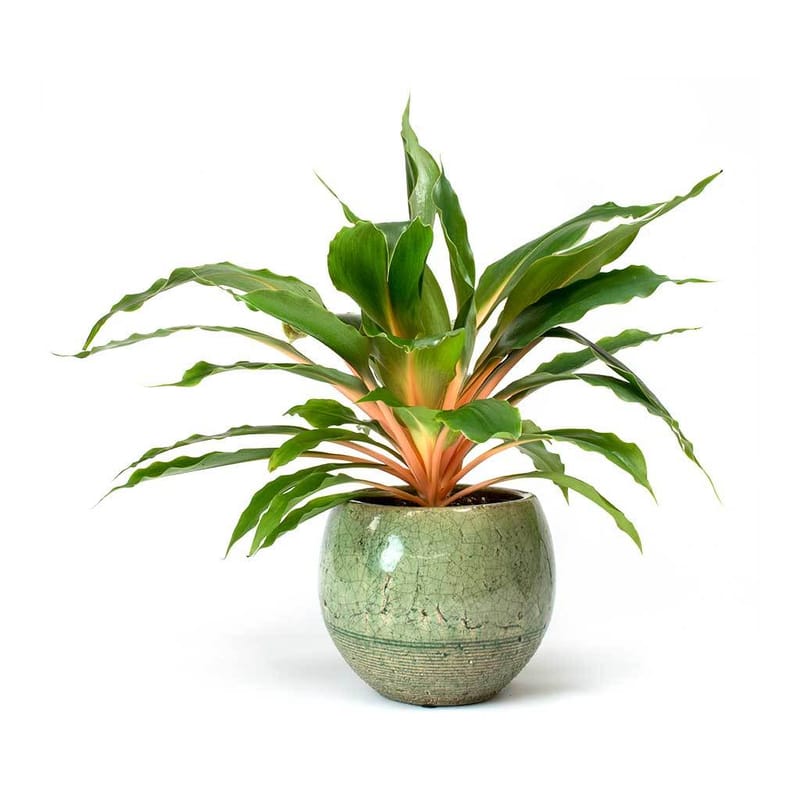 purchase indoor plants online ZZ Plant - Large (2-3' tall) Cement Grey Planter