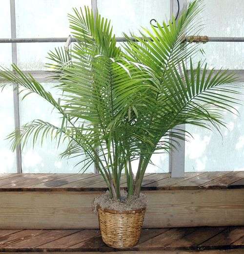How to Grow Healthy Majesty Palms (Ravenea)