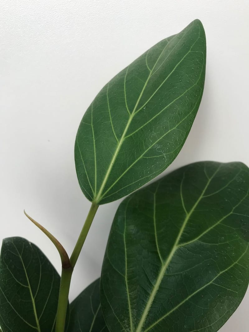 How We Happily Grow Ficus Audrey Plants!