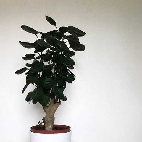 philodendron scandens vs hederaceum Philodendron Scandens - Fast Growing Vining Plant