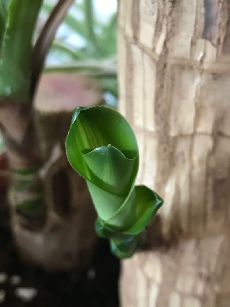 efeutute marble queen Efeutute 'Marble Queen | Epipremnum