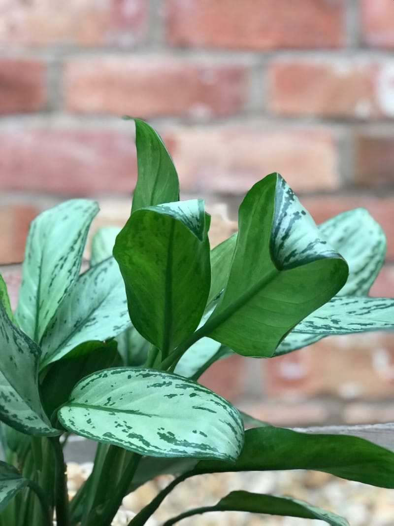 How to Grow Successful Chinese Evergreens (Aglaonema)
