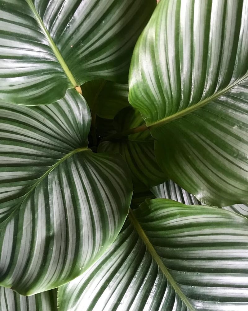 calathea blätter braune spitzen Goeppertia Warszewiczii main image 1