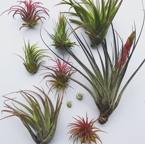 Air Plants - Tillandsia - ukhouseplants