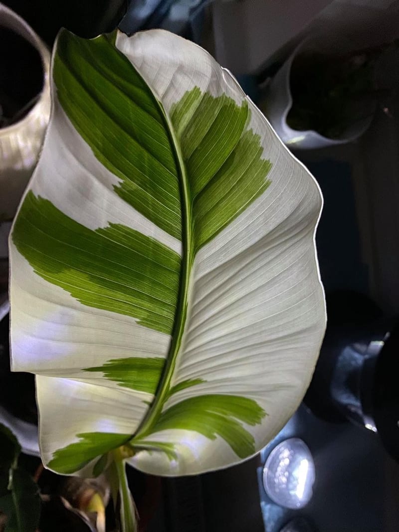 buddha plant Buddha's Hand Citron Tree main image 0