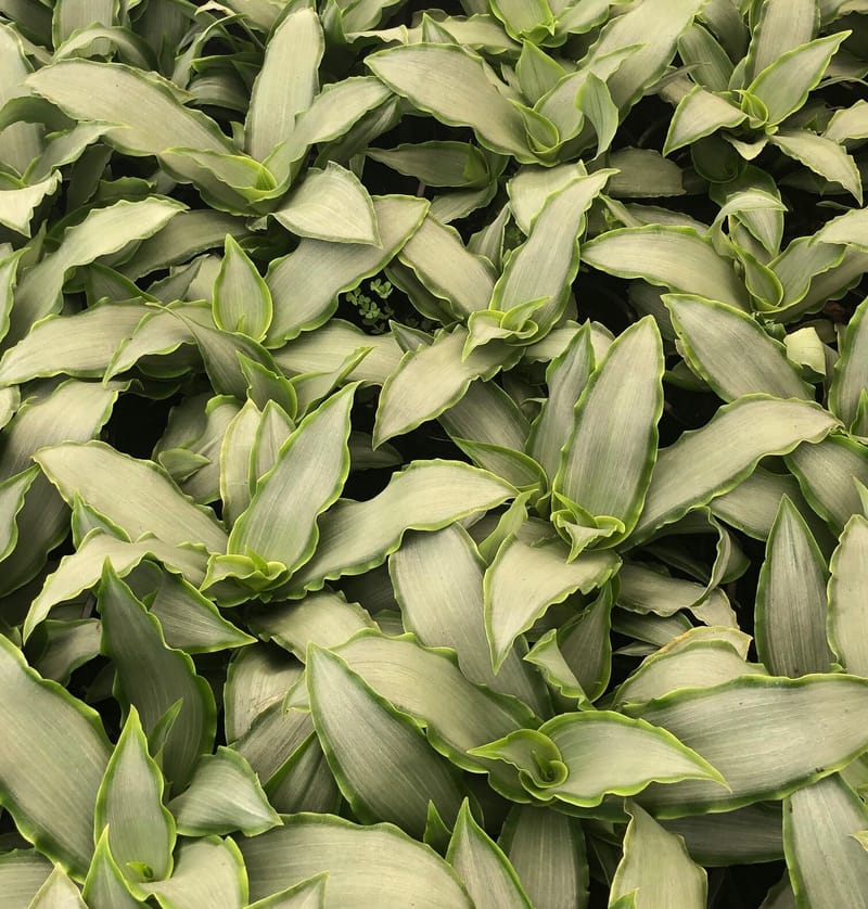 Murdannia a new houseplant
