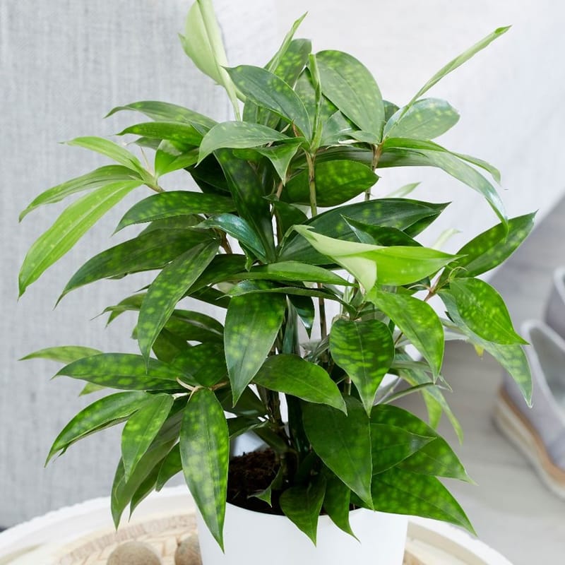 How to grow indoor Dracaena Surculosa (Japanese Bamboo / 'Gold ...