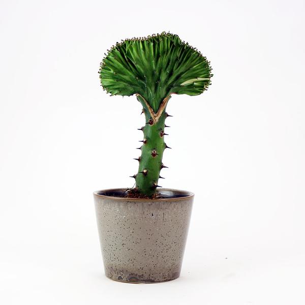 The COMPLETE Guide for Growing Coral Cacti! (Euphorbia Lactea)