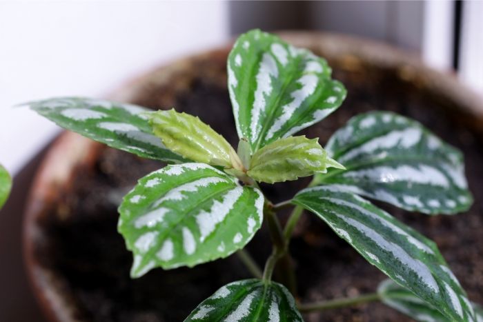 How to Grow Aluminum Plants! (Pilea Cadierei)