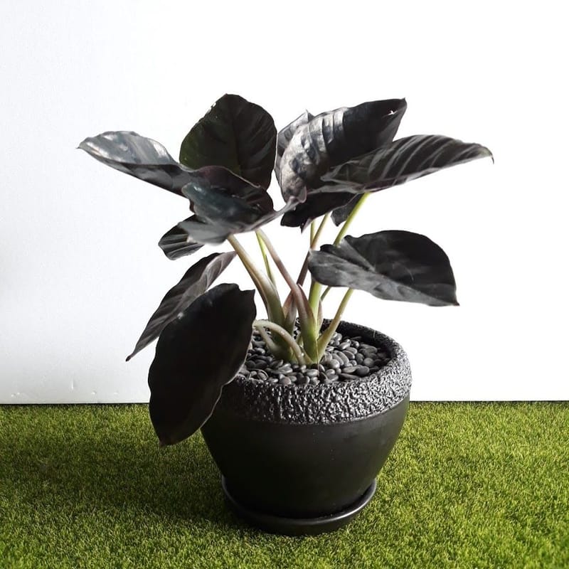 ground cover rose plants Red Drift® Rose main image 0