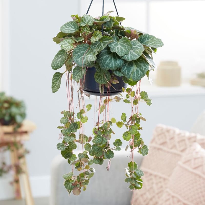The ULTIMATE Guide for Strawberry Begonia (Saxifraga)