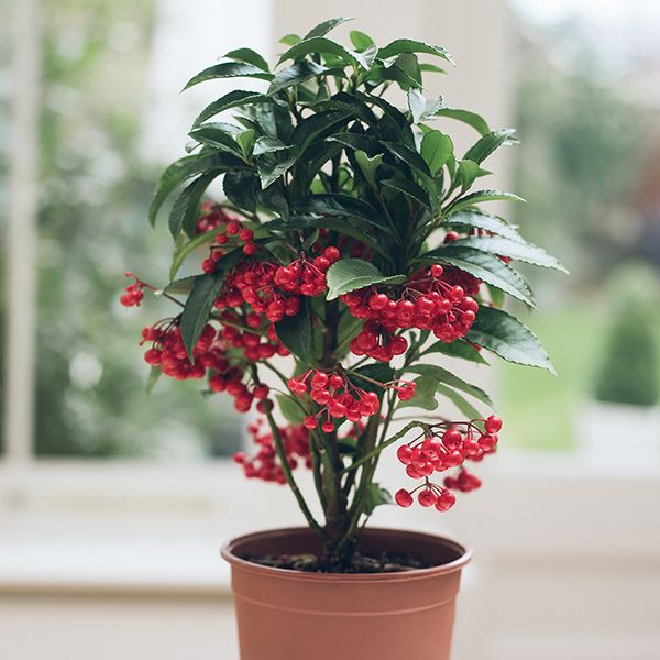 Christmas berry plant discount