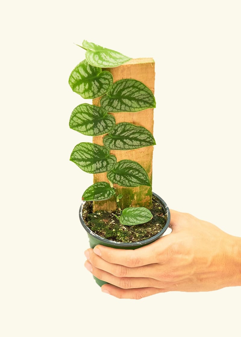 plant hanger Adjustable No Tassel Plant Hanger – Charmed By Knots main image 1
