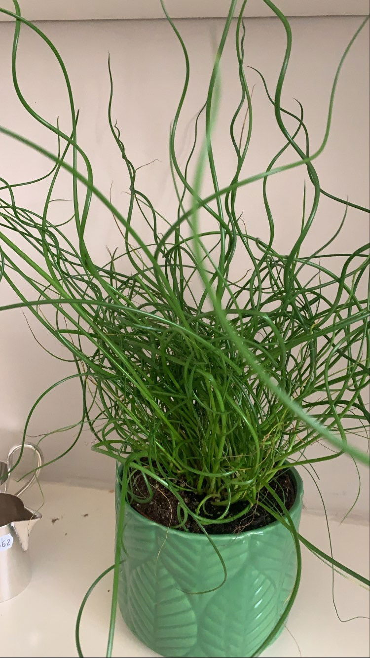 The ULTIMATE Guide for Juncus Spiralis
