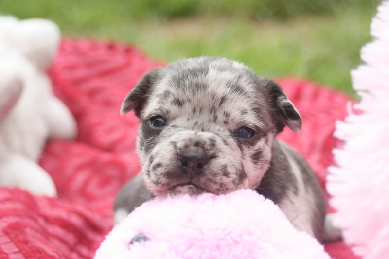 Les chiots ont 3 semaines