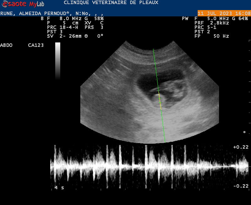 Confirmation de gestation pour Rune
