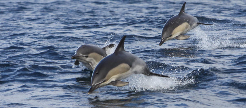 The Shannon Dolphins