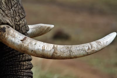 the cause and effects of poaching image