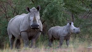 -WHY ARE THEY POACHED?- image