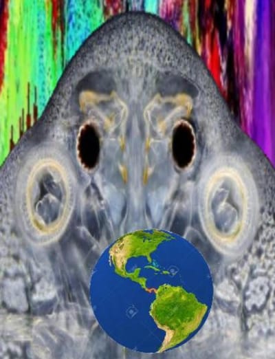 ACTIVIDAD PARASITARIA  por José Rengifo Delgado