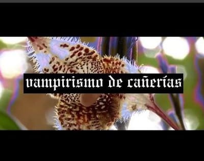 Vampirismo de cañerías