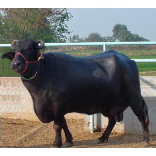 मुर्रा भैंस